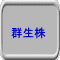 群生株